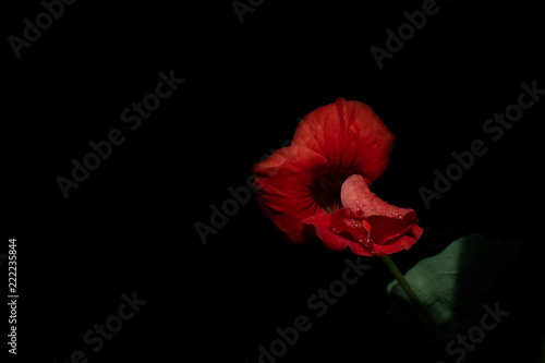 Φωτογραφία low key red flower