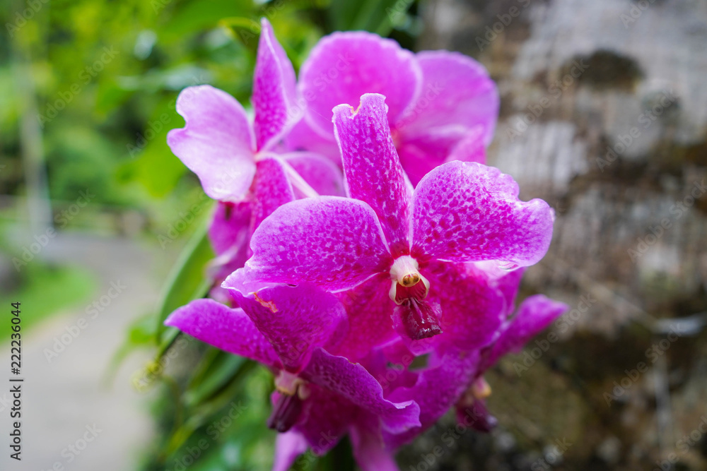 Beautiful purple orchid at Phang Nga Thailand. Beautiful purple orchid at Phang Nga Thailand.