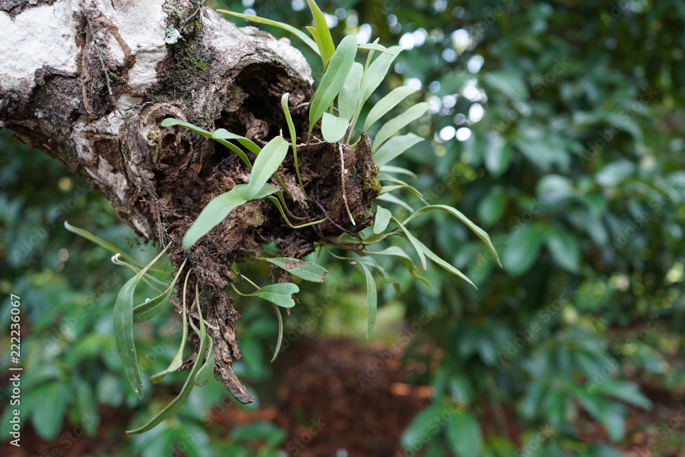 The plants that live on dead trees. The plants that live on dead trees.
