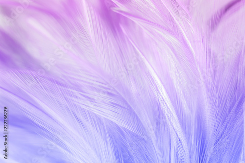 Pastel colored of chicken feathers in soft and blur style for the background