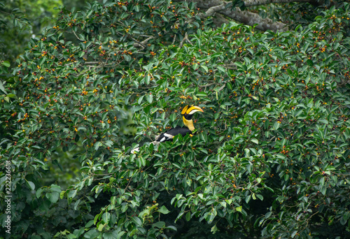 Great hornbill enjoy eating Banyan tree fruit in the forest © aee_werawan