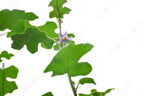 Solanum procumbens on white background photo