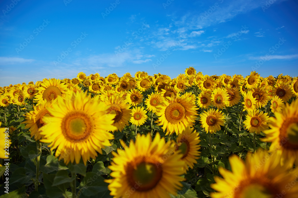 Fototapeta premium Field full of sunflowers
