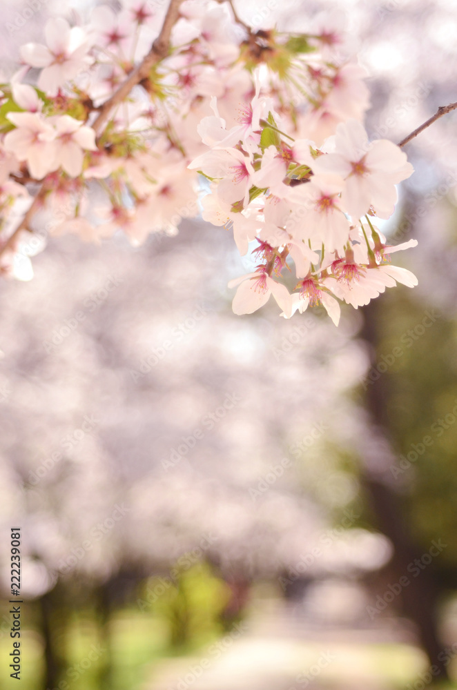 Obraz premium 桜咲く