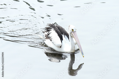 swimming pelican in lake