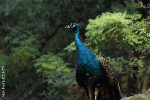Wallpaper Mural peacock in the forest Torontodigital.ca