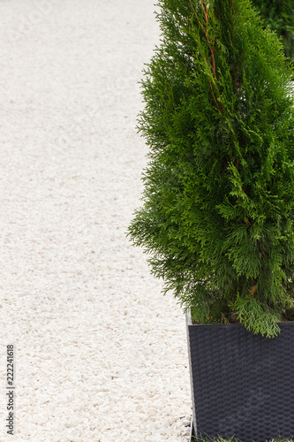 Green thuja and footpath made of small white stones