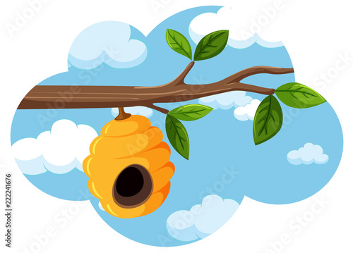 Beehive hanging from a tree branch sky backgroubd