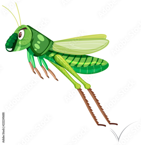 A green grasshopper on white background