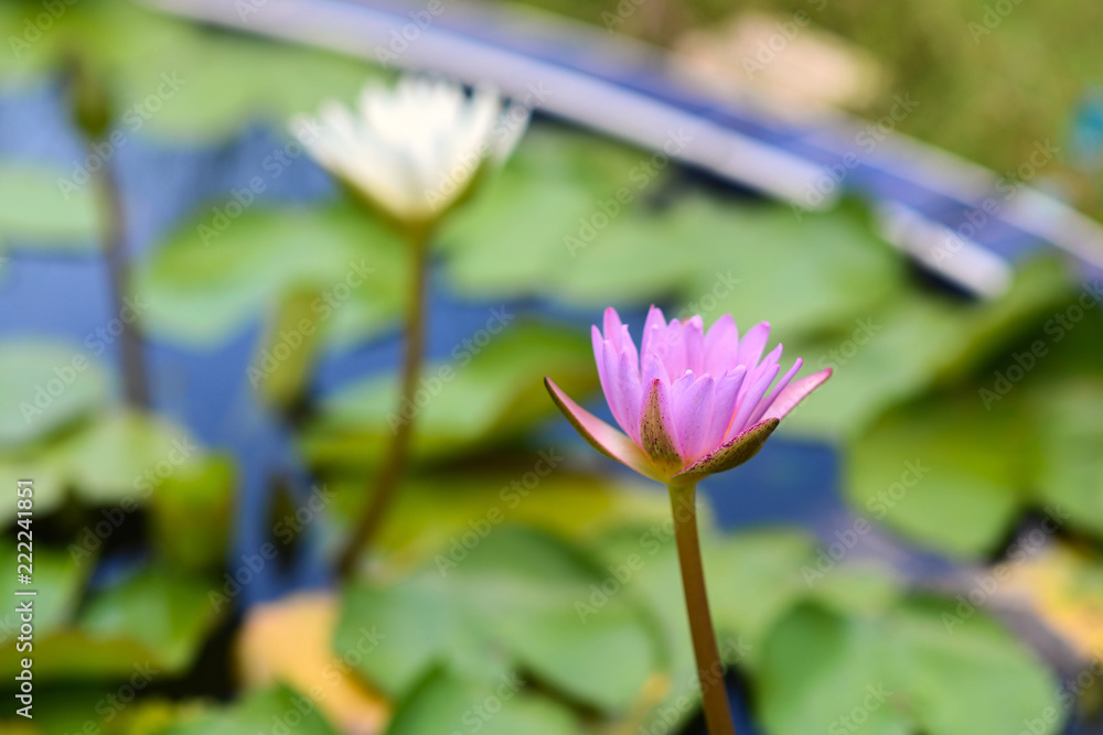 Pink and White Lotus flower in the peaceful pond Pink and White Lotus flower in the peaceful pond
