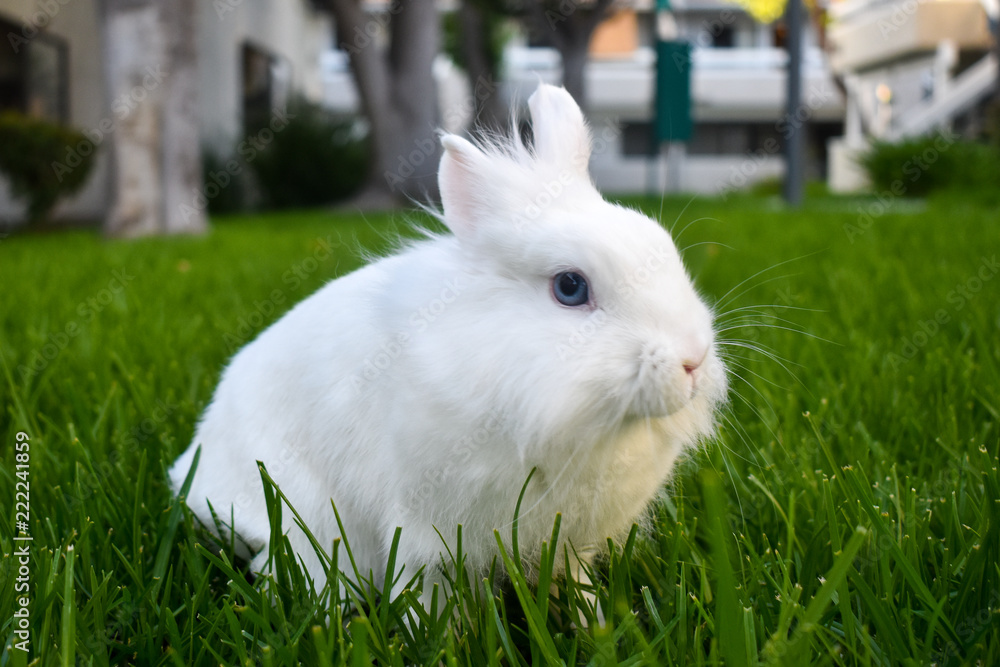 Cute white dwarf bunny playing in the grass outside Cute white dwarf bunny playing in the grass outside