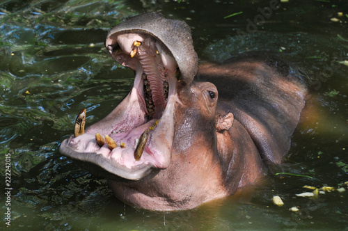 Hippo with an open mouth in the pond in Thailand 