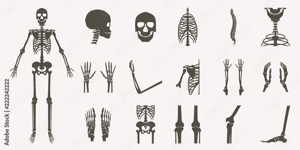 Human bones orthopedic and skeleton silhouette