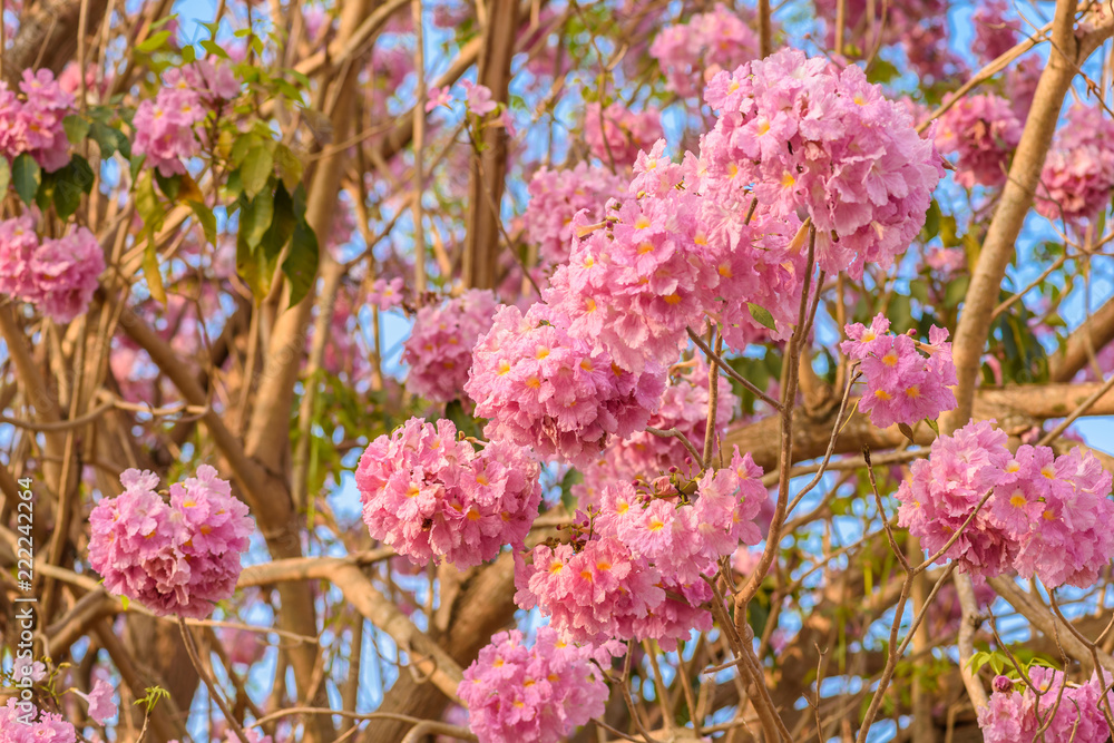 Roble Rosa Tabebuia rosea is a Pink Flower neotropical tree Stock Photo | Adobe Stock