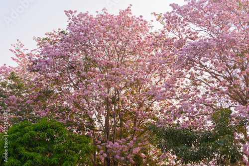 Tabebuia rosea is a Pink Flower neotropical tree