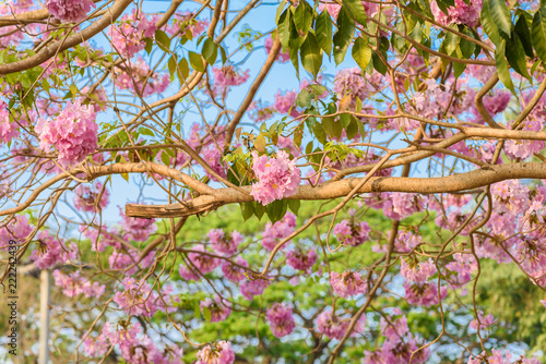 Tabebuia rosea is a Pink Flower neotropical tree photo