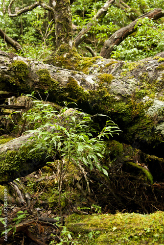 A forest of Yakushima which "Yakusugi Landes" bristles with a huge tree and unique trees, and a clean river flows, and is wrapped in the moss which green is rich in. © www555www
