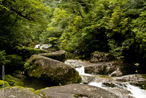 A forest of Yakushima which "Yakusugi Landes" bristles with a huge tree and unique trees, and a clean river flows, and is wrapped in the moss which green is rich in.