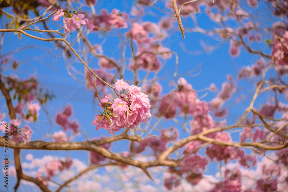 Tabebuia rosea is a Pink Flower neotropical tree Tabebuia rosea is a Pink Flower neotropical tree