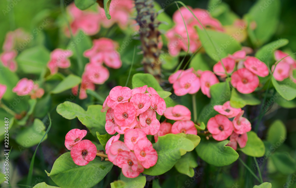 Fototapeta premium Cluster of Euphorbia milli or Crown of thorns plant