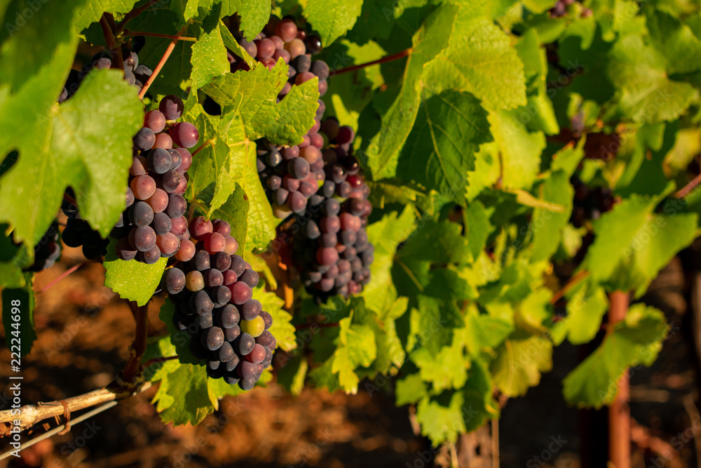 A close up view of wine grapes ripen on vines in the sun, variegated colors from rose to red to purple.