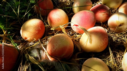 ripe peach fruit on dry grass in the garden. close-up