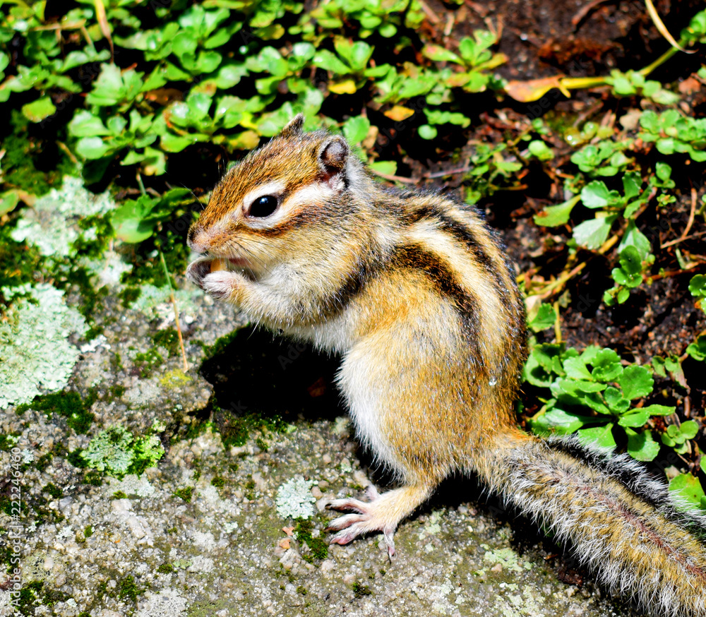 chipmunk chipmunk