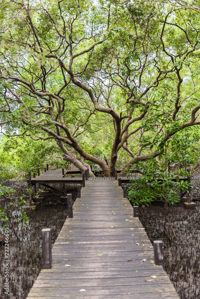 Mangroves inTung Prong Thong or Golden Mangrove Field at Estuary Pra Sae, Rayong, Thailand
