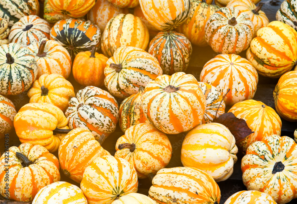 Harvest of pumpkins