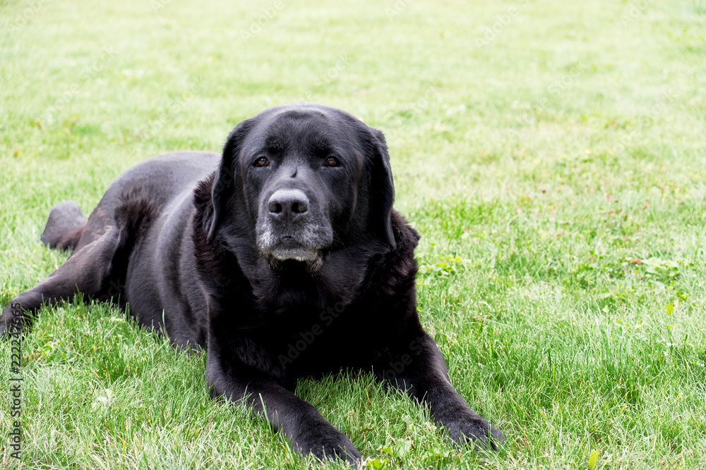 The black Labrador lying on a green grass. Outdoor
