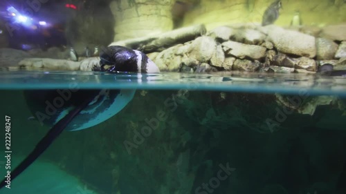 Banded penguin in an artificial open-air cage with swimming pool stock footage video photo