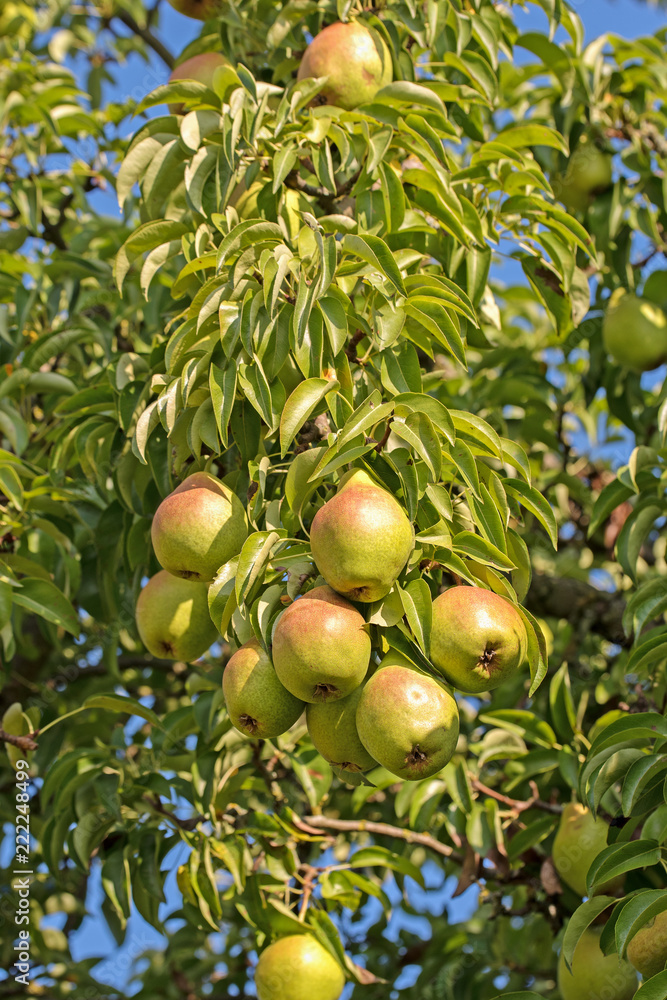 Birnen am Baum zur Erntezeit