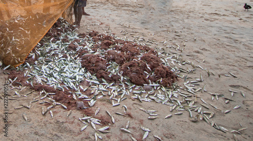 Fishing nets full of days catch of small fish on Nilaveli beach in Trincomalee Sri Lanka Asia