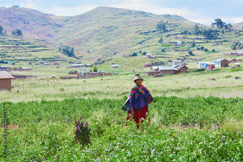 Native american old woman wearing typical aymara clothes stands on the potato field. photo