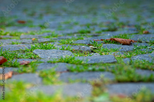 A tightly laid stone granite pavers with green grass between the tiles. Magnificent sun glare on a bright blue stone pavement in the old town with red autumn leaves. The beginning of warm autumn.