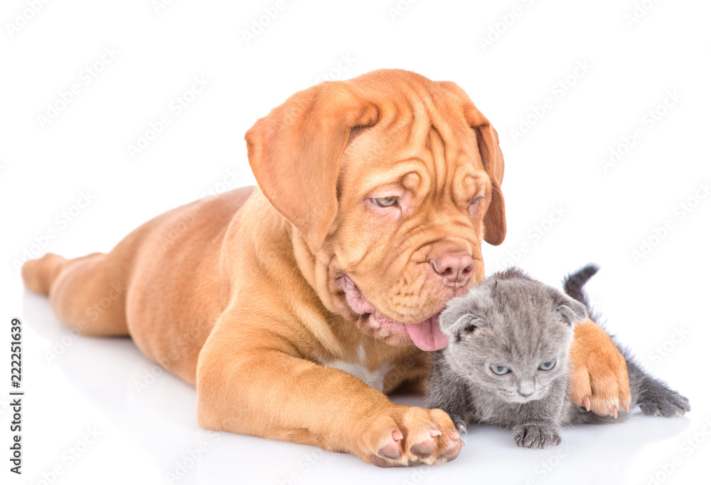 Obraz premium Playful bordeaux puppy embracing tiny kitten. isolated on white background