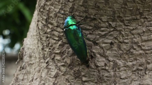 A metallic green jewel beetle is crawling up on a tree in its natural habitat