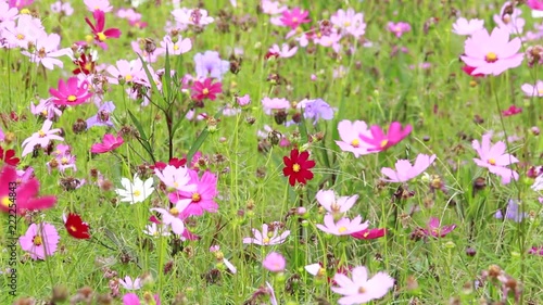 HD video footage showing colorful cosmos flowers in the field blowing in the wind blissfully