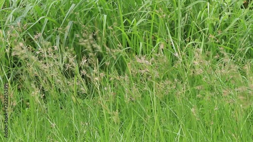 HD video footage of green grass swaying blissfully in the wind