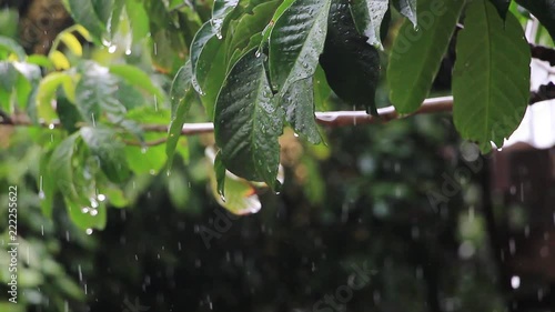 HD video footage of raindrops falling on green, refreshing tree leaves and branches in an orchard