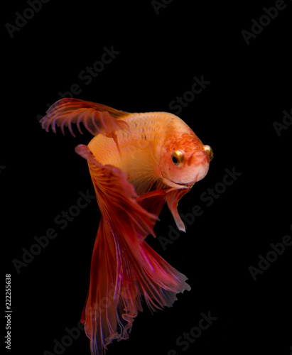 The moving movement of saffron siamese fighting fish photo