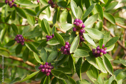 Obraz na plátně Daphne odora or winter daphne green plant with purple berries