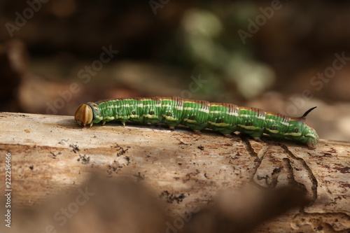 A caterpillar sphinx pinastri lives on pines and eats needles photo