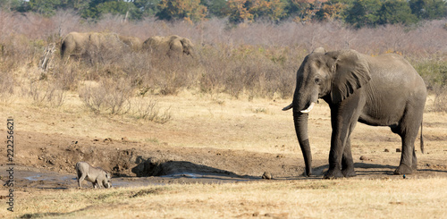 Warthog chased away by an african elephant  waterhole