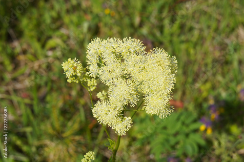 Shining meadow rue or thalictrum lucidum blossoming plant