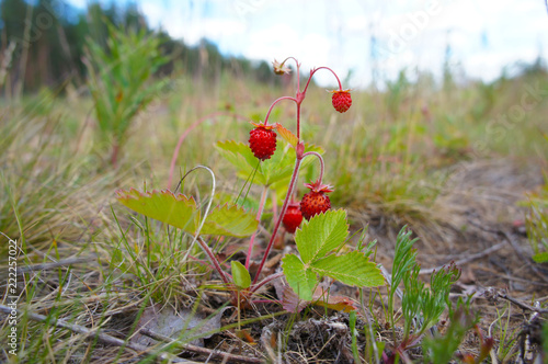 Woodland strawberry or wild strawberry or fragaria vesca plant with red berry  photo