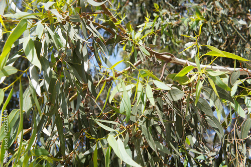 Eucalyptus viminalis or manna gum plant green foliage  photo