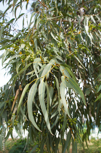 Eucalyptus viminalis or manna gum plant green foliage vertical photo