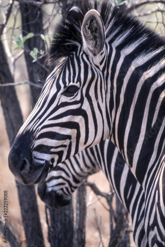 Plains Zebra  Equus burchellii   Kruger National Park  Mpumalanga  South Africa  
