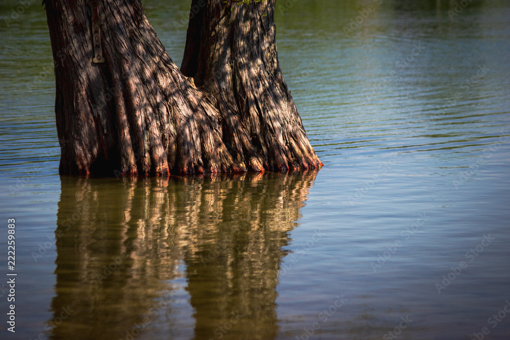Tree and Reflection at Clear Lake Tree and Reflection at Clear Lake